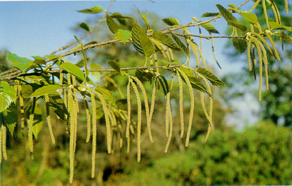 กำลังเสือโคร่ง Betula alnoides Buch. Ham.<br/>BETULACEAE